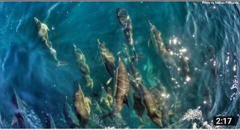 Wow, Beautiful: New Zealand Common Dolphins