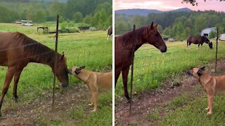 Farm dog gives colt friend a good morning kiss