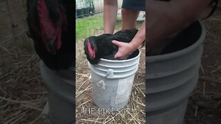 Keeping chickens cool in summer | Chicken bath | Australorp Rooster