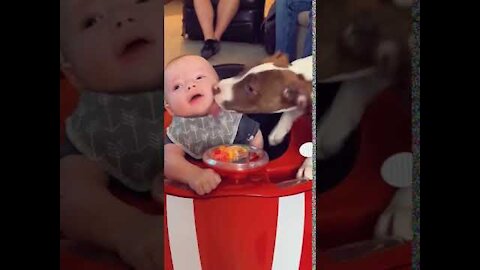 Funny Babies and Animals Video THE BEST Adorable Baby and Animals Compilation #comedy #shorts