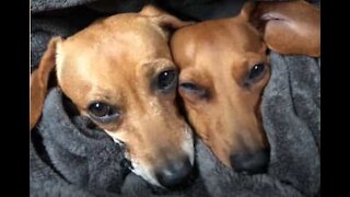 Ce petit couple de chiens se fait des câlins au lit
