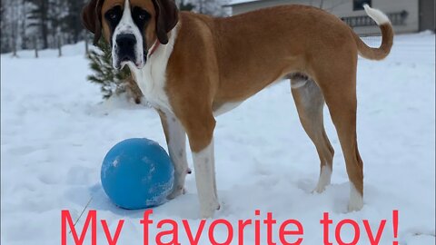Clydes favorite toy- Great Dane and his jolly ball