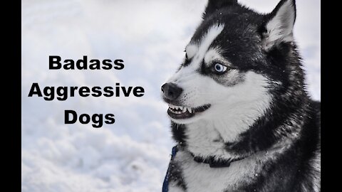 Badass aggressive Dogs around the world//