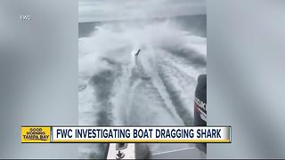 FWC investigating after social media video of shark being dragged