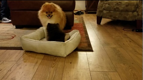 Pomeranian and puppy have epic battle for bed dominance