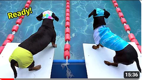 The Wienerlympics! - Cute & Funny Wiener Dog Video!