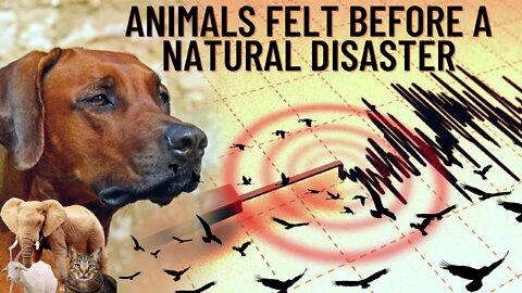 Animals felt before a natural disaster