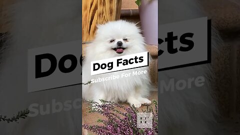 Dog Facts - I Bet You Don't Know 🐶🐩🐕🦴🐕‍🦺 #dogs #doglovers #dogfacts #doglover #dogsofinstagram