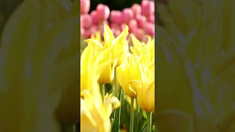 Tulips: Gorgeous Springtime Flowers