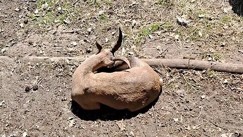 Ibex. Mountain Goat. Steenbok. Steinbock. Wildgehegene Gangelt Deutschland Germany natural habitat