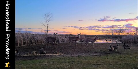 Nature's Nursery at Sunset