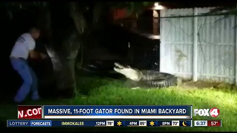 Alligator euthanized after breaking through Miami home fence