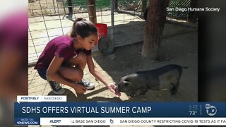 SDHS offers virtual summer camp