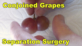 Separation Surgery on Conjoined Grapes