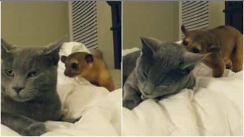 En liten viklebjørn prøver desperat å bli venner med en katt!
