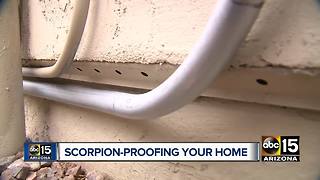 Pest proof your home ahead of scorpion season