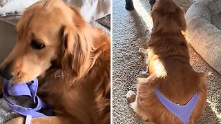 Golden Retriever hilariously has to wear the underwear he stole
