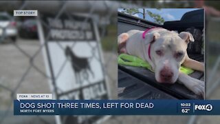 Owners defending themselves after dog found shot