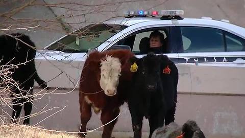 Cattle loose on Tulsa highway after crash