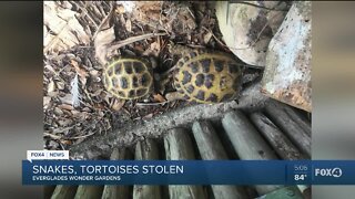 Exotic reptiles snatched from Bonita Springs showcase