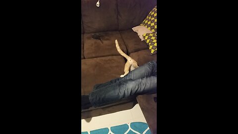 Kitten plays fetch, ends up with his bottom in the air and it's hilarious!