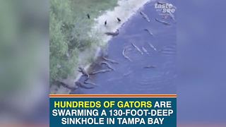 Here's where you can see hundreds of live gators in Tampa Bay | Taste and See Tampa Bay