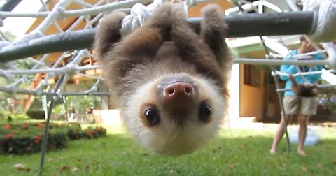 Baby Sloths Being Sloths FUNNIEST Compilations