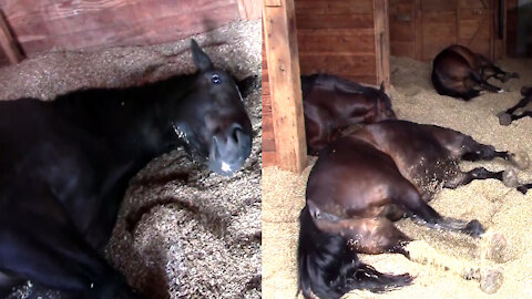 Horses Peacefully Snoring and Farting