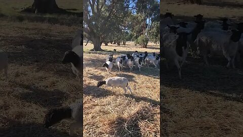 7 Month Old Kelpie Pup Jess, Controlling The Flock
