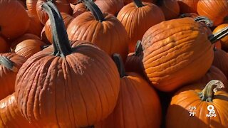Fall family fun at Blooms and Berries