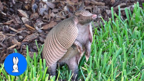A Delightful Armadillo Compilation - They Are Appealing!