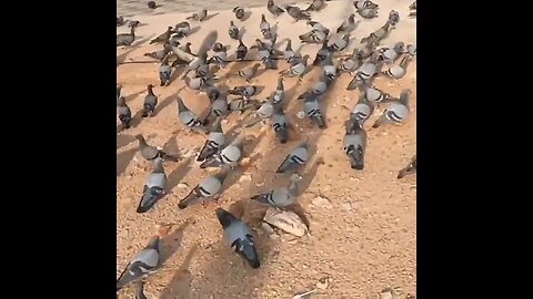 Birds of Gujarat Red Naped Ibis Chandkheda Lake