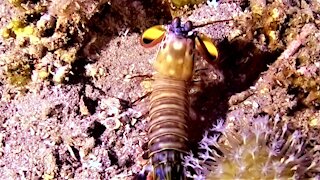 Mantis shrimp has the most powerful punch in the ocean