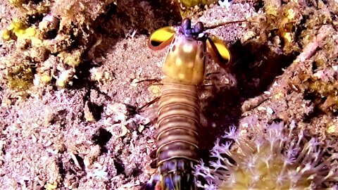 Mantis shrimp has the most powerful punch in the ocean