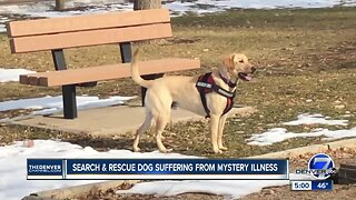 Volunteer search and rescue dog handler facing thousands of dollars in veterinary bills