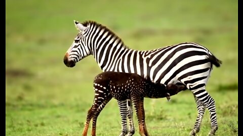 Baby Zebra Born With Spots