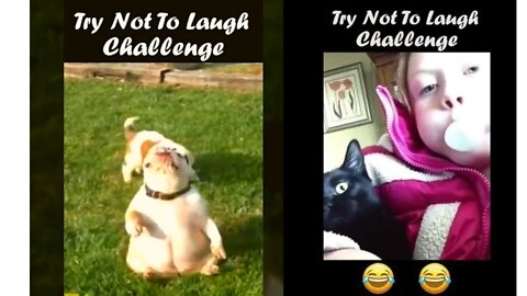 #cat #cats #kittenCats are so funny you will die laughing - Funny cat compilation