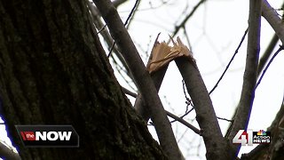 Who's responsible for tree damage claims?