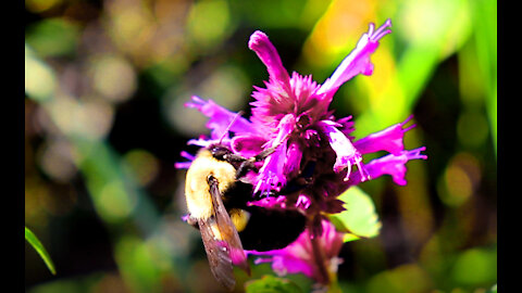 Bumble bee Pollinating Purple Agastache Flower - Nature Clip