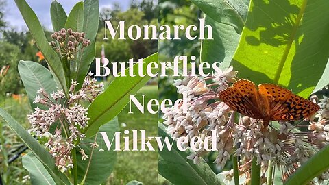 Milkweed and Monarch Butterflies // Gardening at the Simongetti North