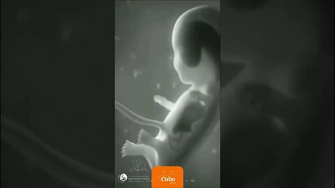 Vídeo mostra como bebê se desenvolve durante a gravidez