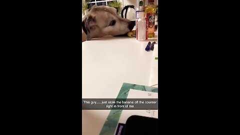 Great Dane thief steals banana, proceeds to peel and eat it