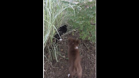 Brave Little Border Collie With Kitten