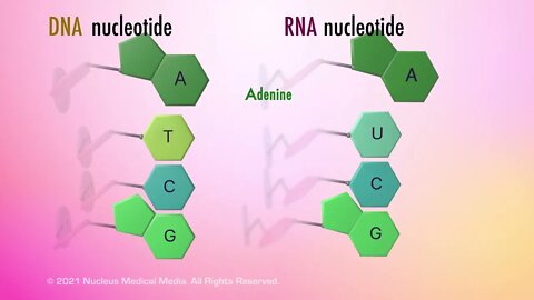 Nucleic Acids