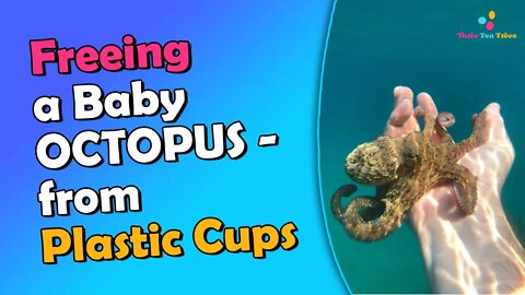 We Freed this Baby Octopus from Plastic Cups Here’s Why You Should Too