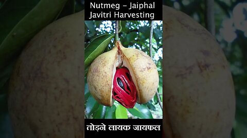 Nutmeg -Jaiphal -Javitri | जायफल जावित्री | #shorts #nutmeg | Kheti Power