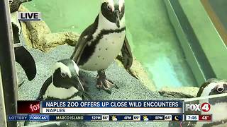 Naples Zoo offers up-close wild encounters - 7:30am Live Report