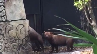 Palm Beach Zoo investigating flooding of Bush dog exhibit; dogs presumed dead