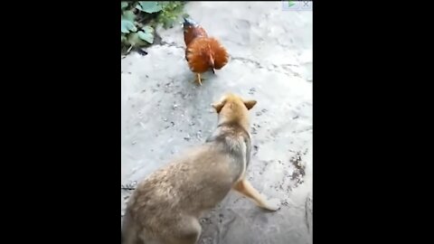 CHIKEN vs DOG fight /chiken confidence😂 funney
