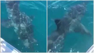 Tubarão de 5 metros persegue tripulantes de barco